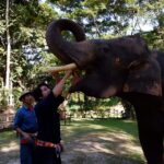 elephant-feeding