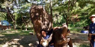 タイのチェンマイで象使いになってきたよ。象使いの資格をとって来た。